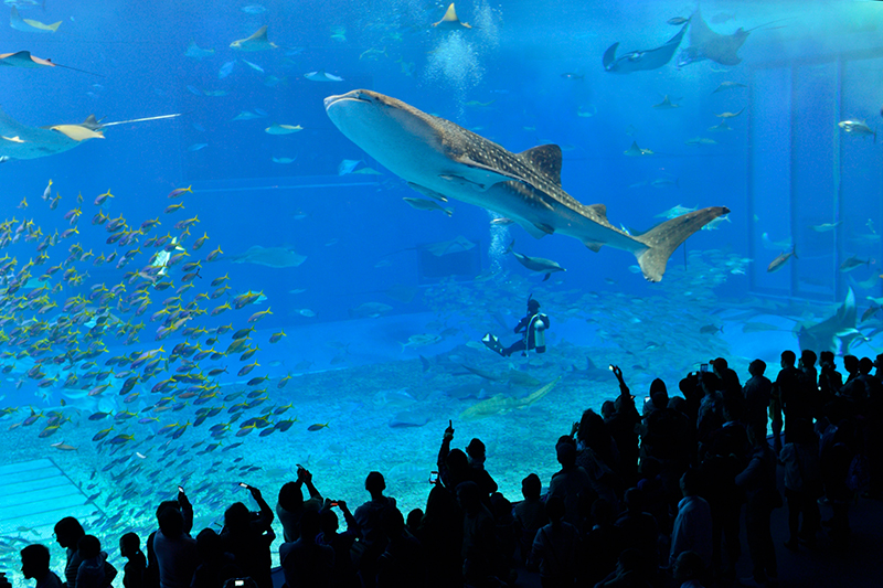 沖縄美ら海水族館